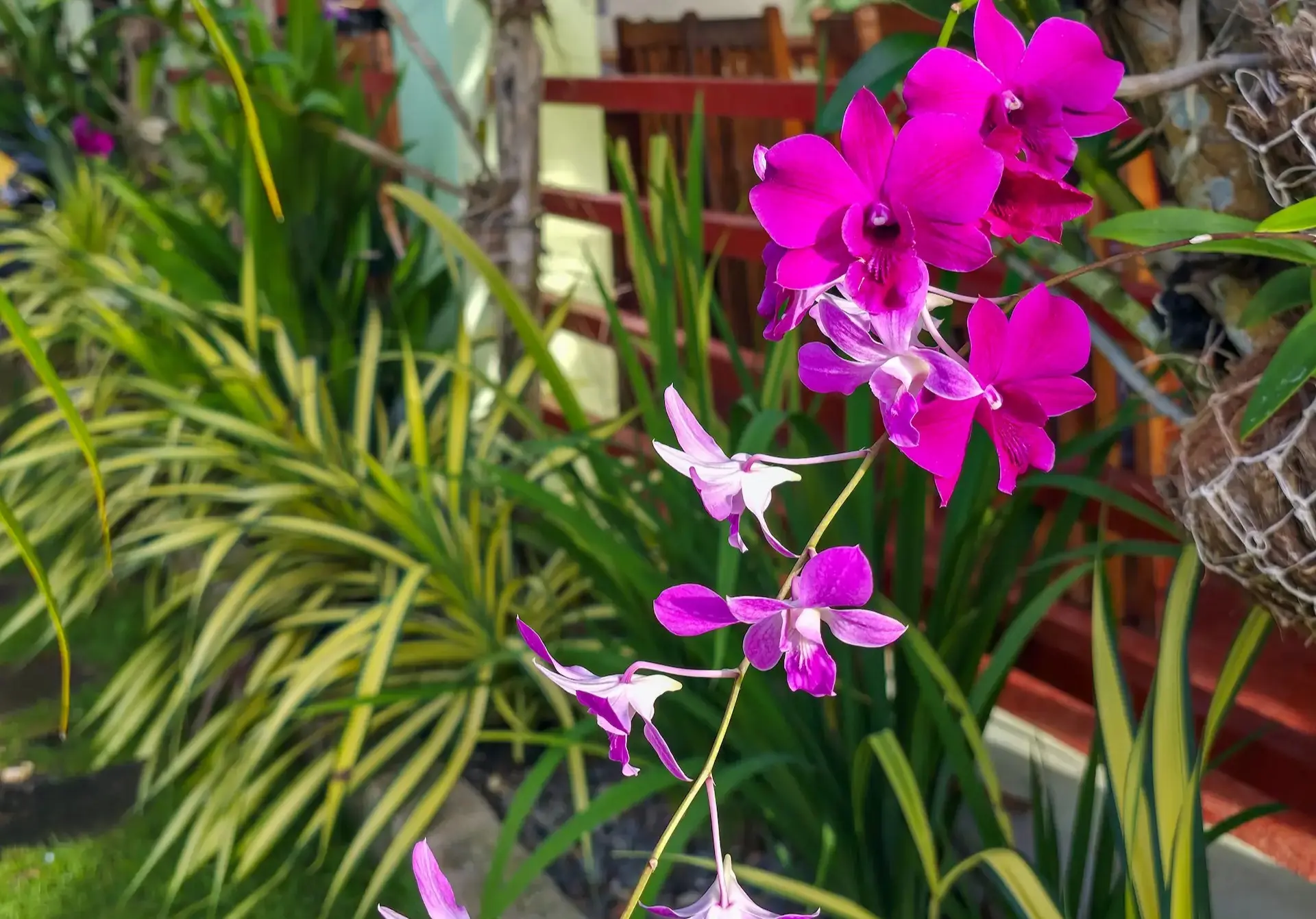 Vibrant tropical flowers and peaceful nature at Mariden Resort Siargao